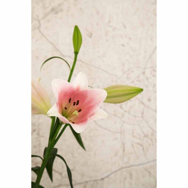 Digitaldruck-Tapete Beige, Creme SCHÖNER WOHNEN (32756)