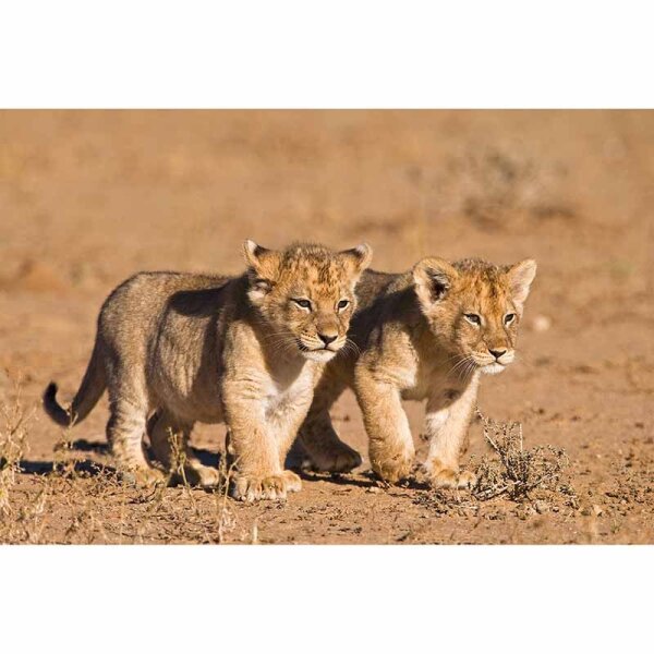 Digitaldruck-Tapete YoungLions livingwalls (DD114688)