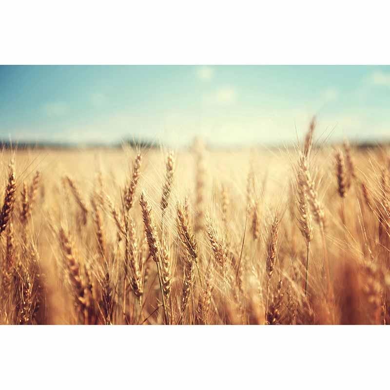 Digitaldruck-Tapete WheatField livingwalls (DD115142)