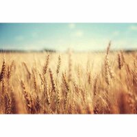 Digitaldruck-Tapete WheatField livingwalls (DD115142)