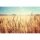 Digitaldruck-Tapete WheatField livingwalls (DD115142)