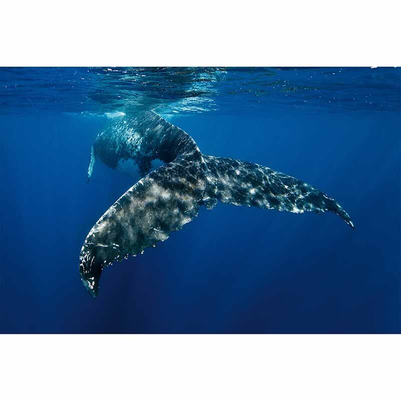Digitaldruck-Tapete WhaleFin livingwalls (DD114709)
