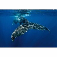 Digitaldruck-Tapete WhaleFin livingwalls (DD114709)
