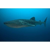 Digitaldruck-Tapete Walhai livingwalls (DD114697)