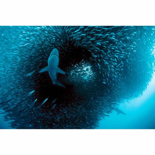 Digitaldruck-Tapete Predator livingwalls (DD114705)