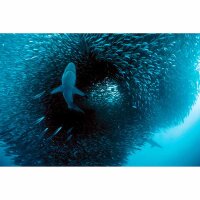 Digitaldruck-Tapete Predator livingwalls (DD114705)