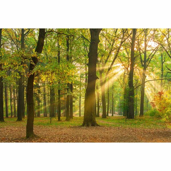 Digitaldruck-Tapete OakForest livingwalls (DD114984)