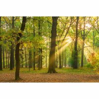 Digitaldruck-Tapete OakForest livingwalls (DD114984)