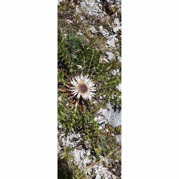 Digitaldruck-Tapete LittleDiscover livingwalls (DD116069)