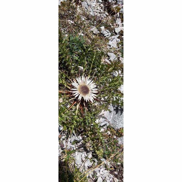 Digitaldruck-Tapete LittleDiscover livingwalls (DD116069)