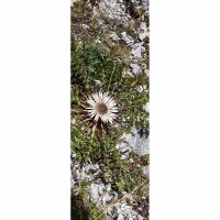 Digitaldruck-Tapete LittleDiscover livingwalls (DD116069)