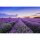 Digitaldruck-Tapete Lavender2 livingwalls (DD115154)