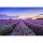 Digitaldruck-Tapete Lavender2 livingwalls (DD115154)