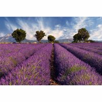 Digitaldruck-Tapete Lavender1 livingwalls (DD115150)