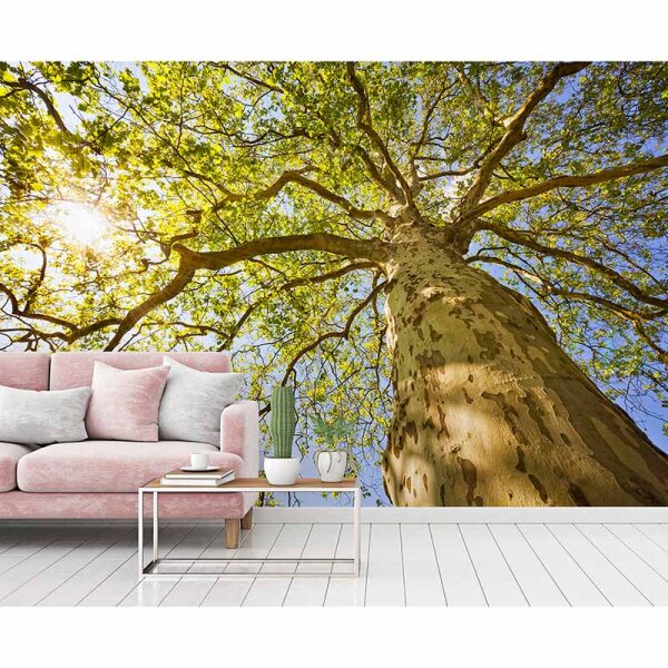 Digitaldruck-Tapete GreenCanopyTre livingwalls (DD115124)