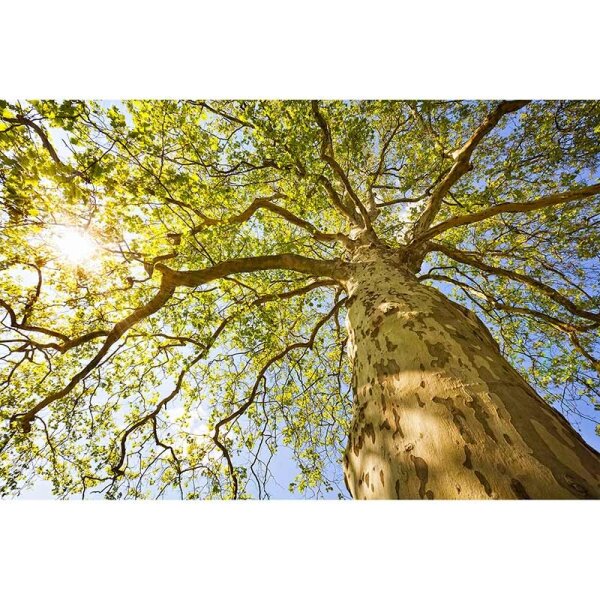 Digitaldruck-Tapete GreenCanopyTre livingwalls (DD115124)