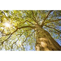 Digitaldruck-Tapete GreenCanopyTre livingwalls (DD115124)