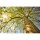 Digitaldruck-Tapete GreenCanopyTre livingwalls (DD115124)