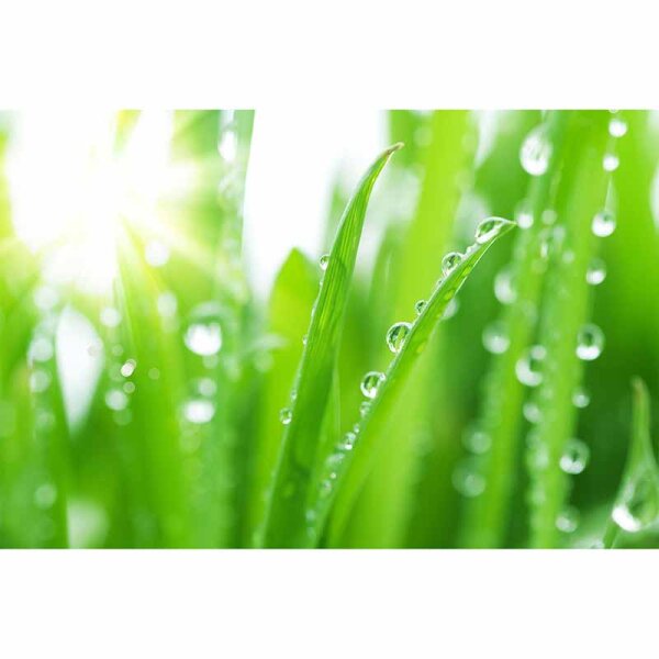 Digitaldruck-Tapete GrassinDewdrop livingwalls (DD115012)
