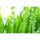Digitaldruck-Tapete GrassinDewdrop livingwalls (DD115012)