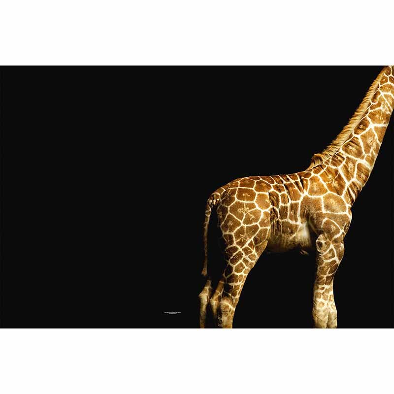 Digitaldruck-Tapete Giraffe livingwalls (DD114680)