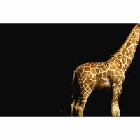 Digitaldruck-Tapete Giraffe livingwalls (DD114680)