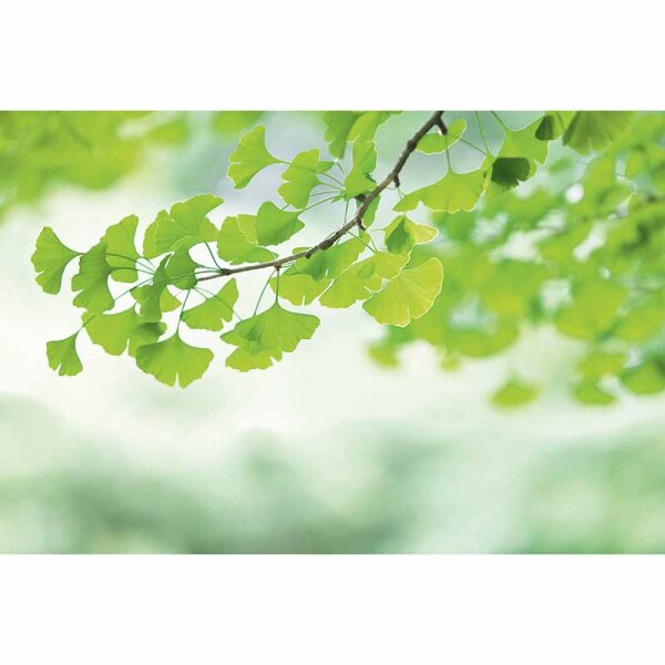 Digitaldruck-Tapete Ginkgo livingwalls (DD115069)