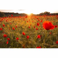 Digitaldruck-Tapete FlowersinField livingwalls (DD115146)