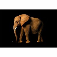 Digitaldruck-Tapete ElephantSite livingwalls (DD114676)