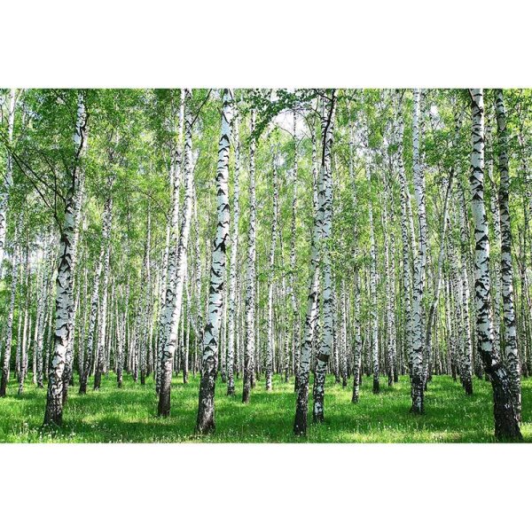 Digitaldruck-Tapete BirchinSummer livingwalls (DD114980)
