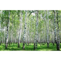 Digitaldruck-Tapete BirchinSummer livingwalls (DD114980)