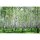 Digitaldruck-Tapete BirchinSummer livingwalls (DD114980)