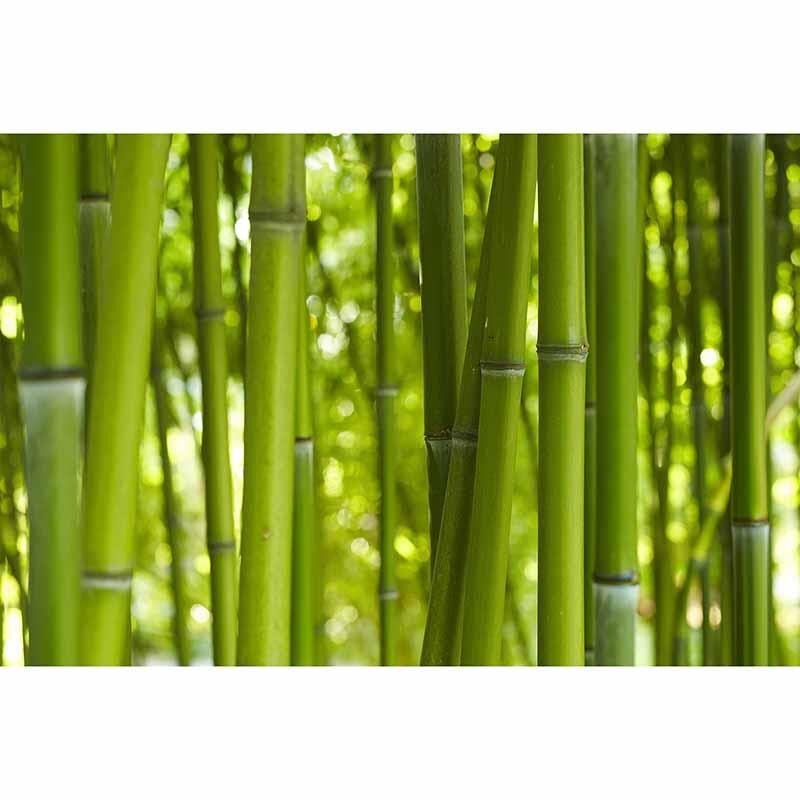 Digitaldruck-Tapete BambooinDayl livingwalls (DD115008)