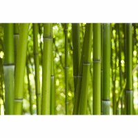 Digitaldruck-Tapete BambooinDayl livingwalls (DD115008)