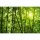 Digitaldruck-Tapete BambooForest livingwalls (DD115004)