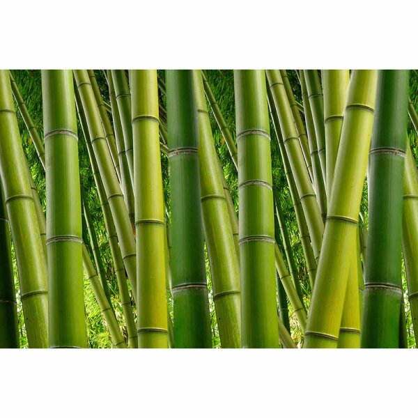 Digitaldruck-Tapete Bamboo livingwalls (DD115017)