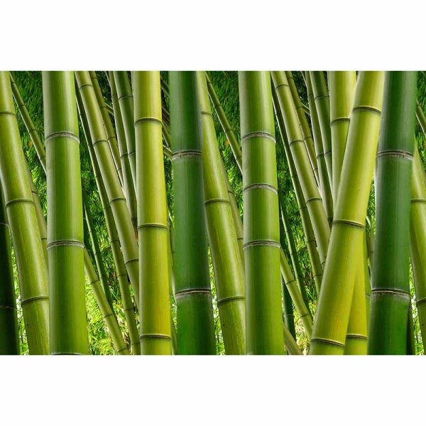 Digitaldruck-Tapete Bamboo livingwalls (DD115017)