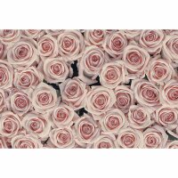 Digitaldruck-Tapete AntiqueRoses livingwalls (DD115103)