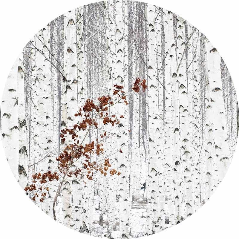 Digitaldruck-Tapete White Birch Forest livingwalls (DD119180)