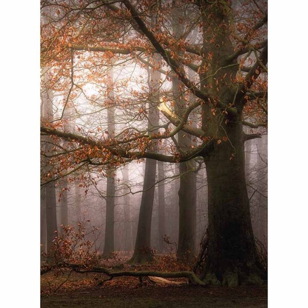 Digitaldruck-Tapete Foggy Autumn Forest livingwalls (DD119140)