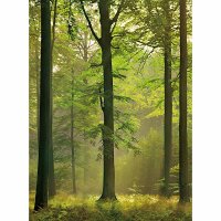 Digitaldruck-Tapete Autumn Forest livingwalls (DD119109)