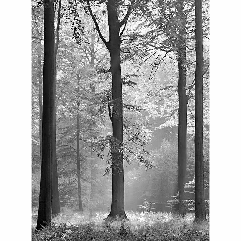 Digitaldruck-Tapete Avalon livingwalls (DD119094)