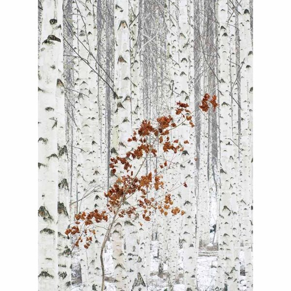 Digitaldruck-Tapete White Birch Forest livingwalls (DD119078)
