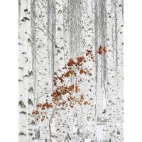 Digitaldruck-Tapete White Birch Forest livingwalls...