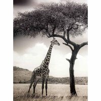 Digitaldruck-Tapete Giraffe Safari livingwalls (DD119075)