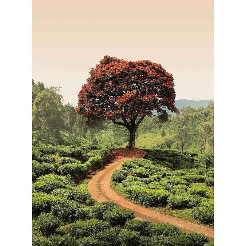 Digitaldruck-Tapete Red Tree And Hills In Sri Lanka livingwalls (DD119062)