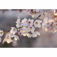 Digitaldruck-Tapete Cherry Blossoms livingwalls (DD119047)