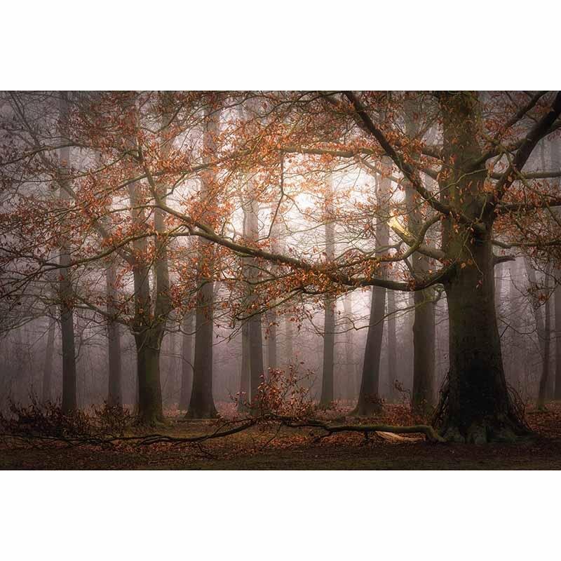 Digitaldruck-Tapete Foggy Autumn Forest livingwalls (DD119030)