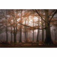 Digitaldruck-Tapete Foggy Autumn Forest livingwalls...