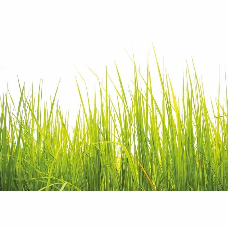 Digitaldruck-Tapete High Grass livingwalls (DD119027)